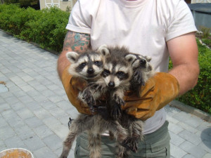 raccoon removal control